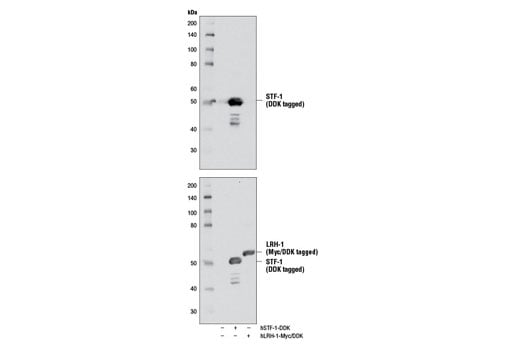 Western Blotting Image 2: STF-1 Antibody
