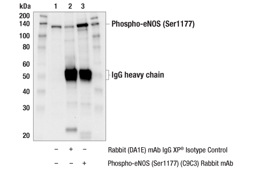 Phospho-eNOS (Ser1177) (C9C3) Rabbit mAb | Cell Signaling