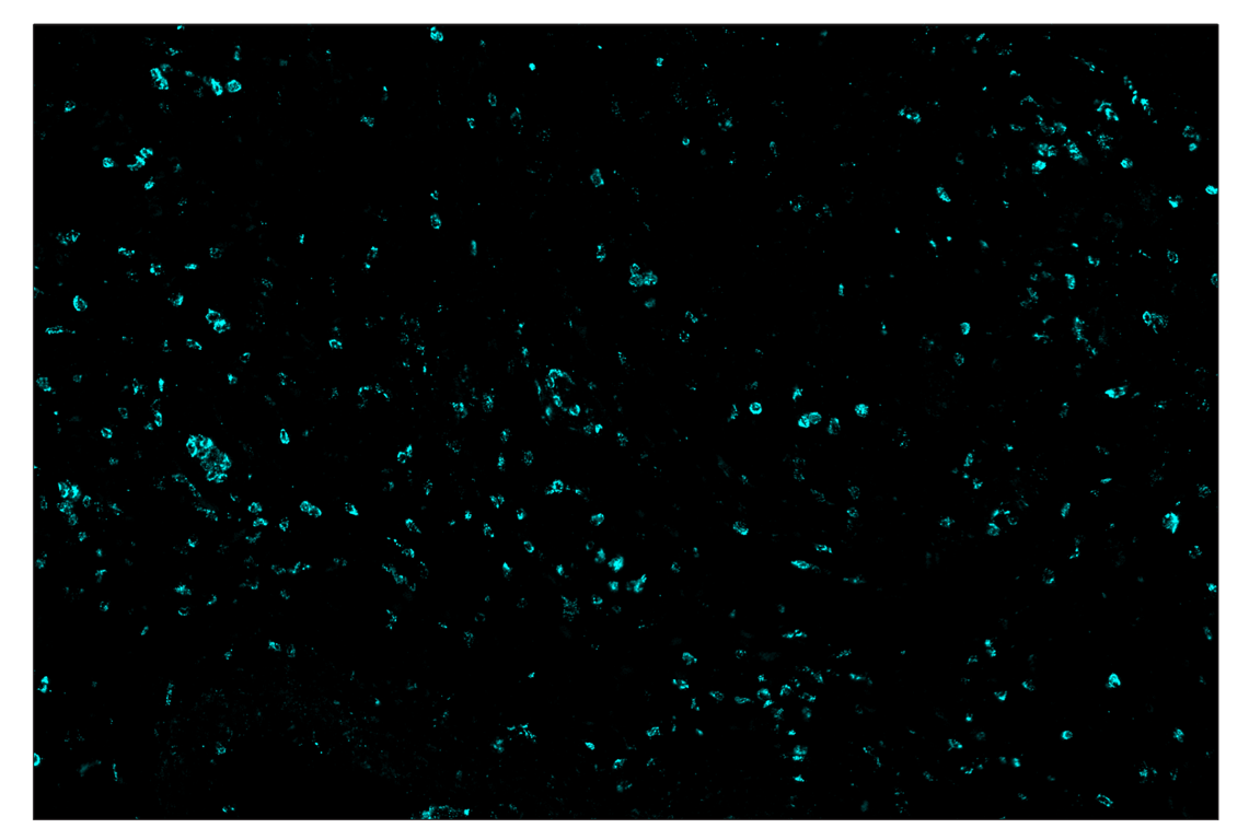 Immunohistochemistry Image 5: Myeloperoxidase (E1E7I) & CO-0138-750 SignalStar<sup>™</sup> Oligo-Antibody Pair