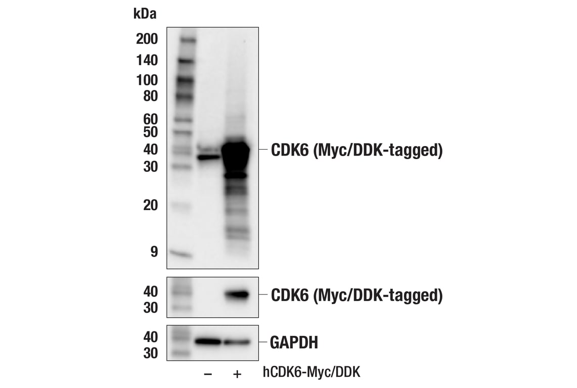 Western Blotting Image 2: CDK6 (E3E3Q) Rabbit Monoclonal Antibody (BSA and Azide Free)