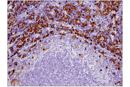 Immunohistochemistry Image 2: F4/80 (D2S9R) Rabbit Monoclonal Antibody