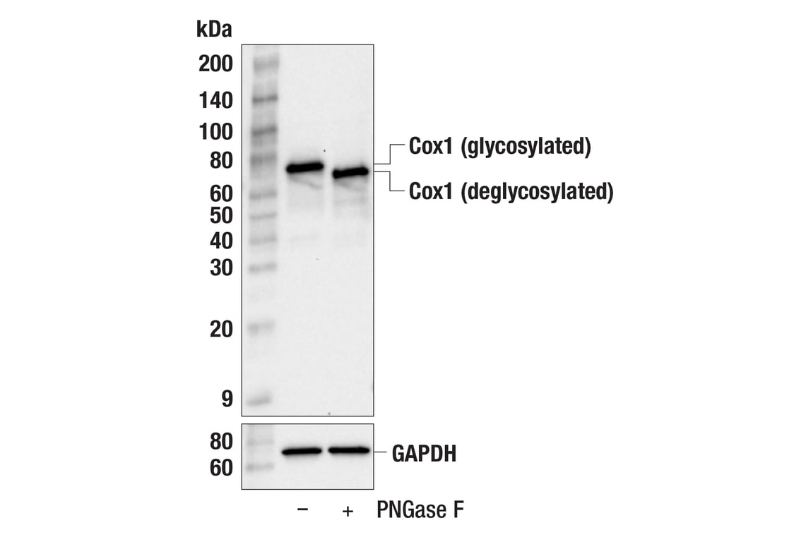 Western Blotting Image 2: Cox1 Antibody