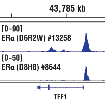 Chromatin Immunoprecipitation Image 1: Estrogen Receptor alpha (D6R2W) Rabbit Monoclonal Antibody