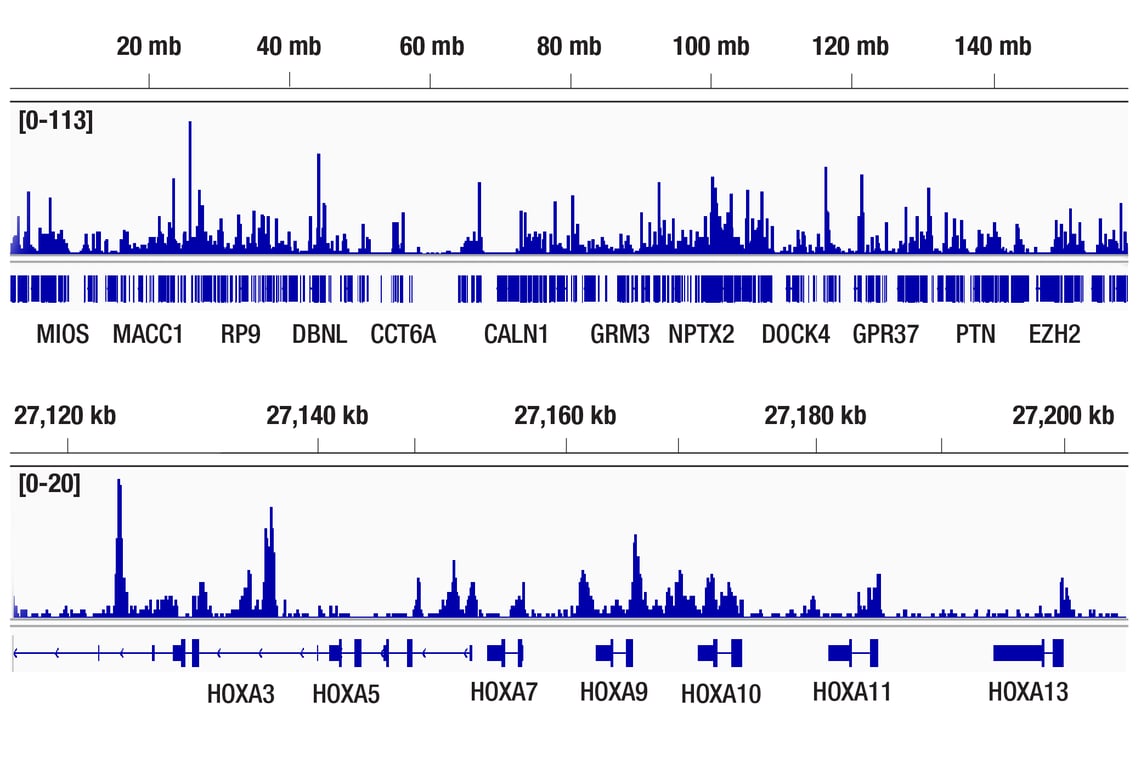 undefined Image 76: Polycomb Group Antibody Sampler Kit