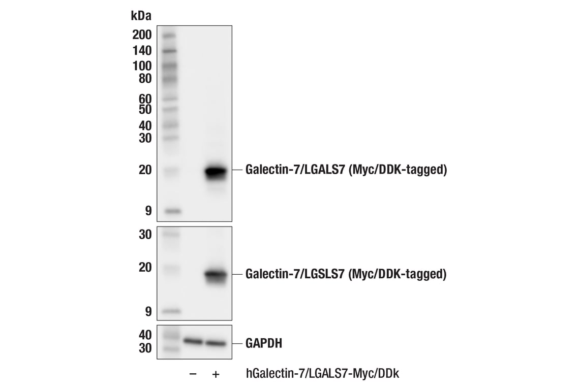 Western Blotting Image 2: Galectin-7/LGALS7 (F9K7X) Rabbit Monoclonal Antibody