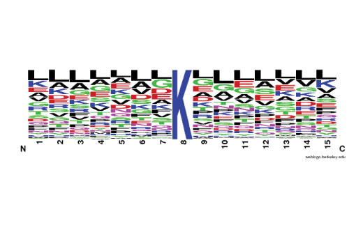 PTMScan Image 2: PTMScan<sup>®</sup> Propionyl-Lysine [Prop-K] Kit