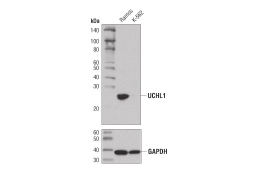 Western Blotting Image 3: UCHL1 (D3T2E) Rabbit Monoclonal Antibody (BSA and Azide Free)