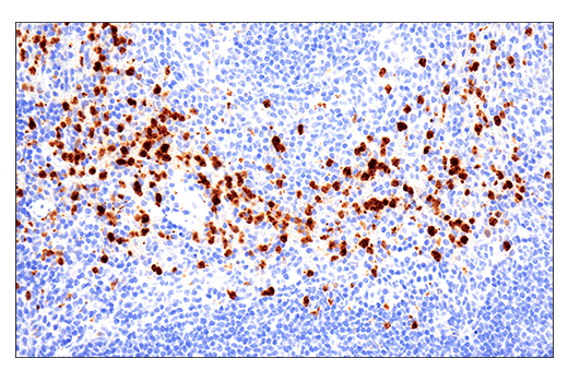 Immunohistochemistry Image 1: Ly-6G (E6Z1T) Rabbit Monoclonal Antibody (BSA and Azide Free)