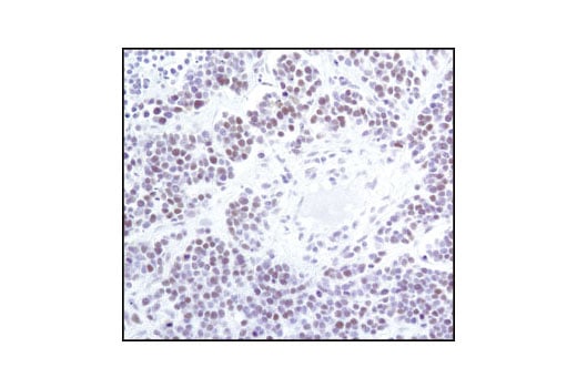 undefined Image 9: Microglia Proliferation Module Antibody Sampler Kit