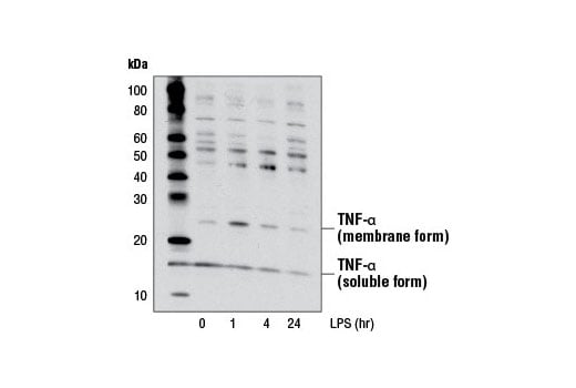 Western Blotting Image 2: TNF-alpha (D5G9) Rabbit Monoclonal Antibody