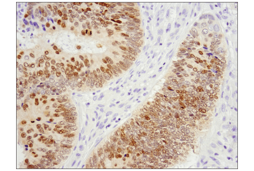 Immunohistochemistry Image 2: Pax6 (D3A9V) Rabbit Monoclonal Antibody (BSA and Azide Free)