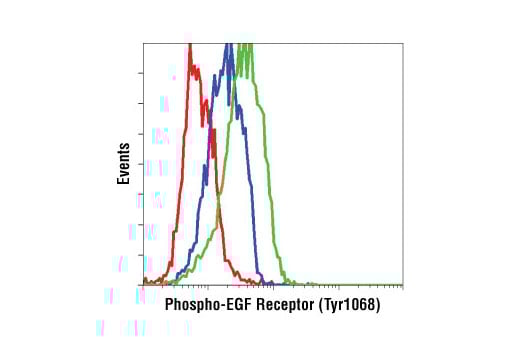 undefined Image 19: Phospho-EGF Receptor Antibody Sampler Kit