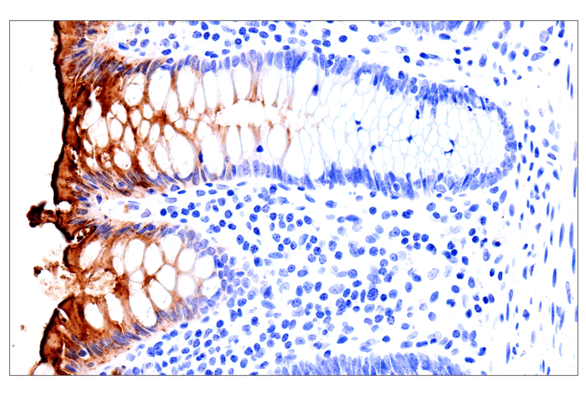 Immunohistochemistry Image 9: CEACAM7 (E5Q6X) Rabbit Monoclonal Antibody