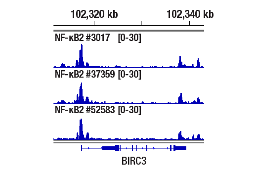 undefined Image 10: NF-kappaB Family Antibody Sampler Kit II