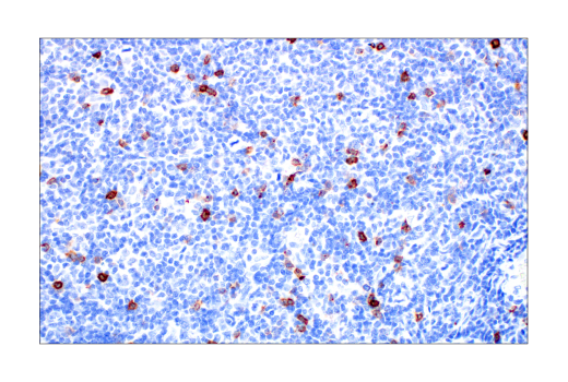 Immunohistochemistry Image 3: CD57 (HNK-1) Mouse Monoclonal Antibody