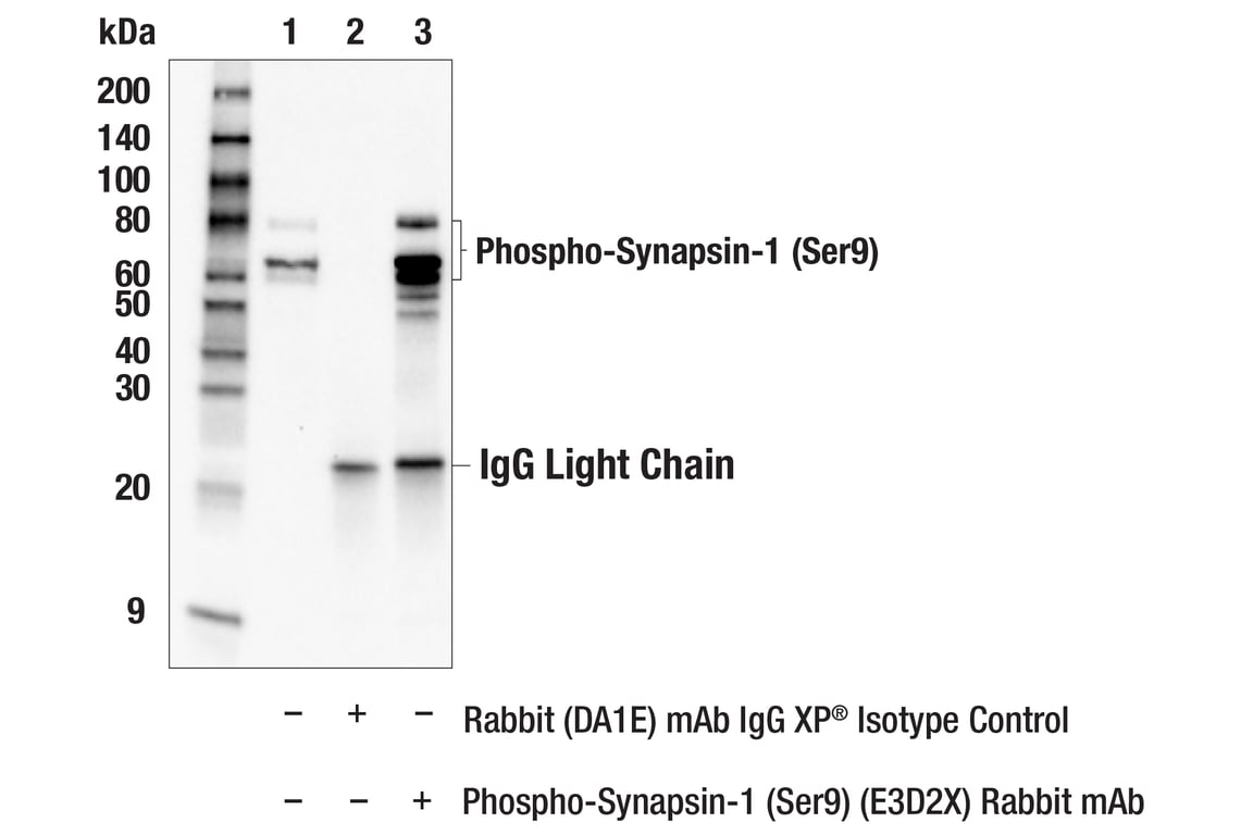 Immunoprecipitation Image 1: Phospho-Synapsin-1 (Ser9) (E3D2X) Rabbit Monoclonal Antibody