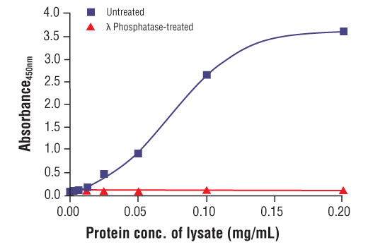 ELISA Image 2: PathScan<sup>®</sup> RP Phospho-Tau (Ser396) Sandwich ELISA Kit