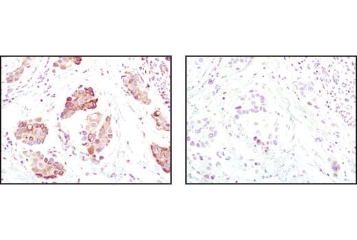 Immunohistochemistry Image 1: BiP (C50B12) Rabbit Monoclonal Antibody (BSA and Azide Free)