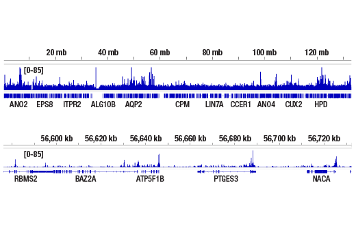 CUT & RUN Image 2: ZMYND11/BS69 (E7P9O) Rabbit Monoclonal Antibody