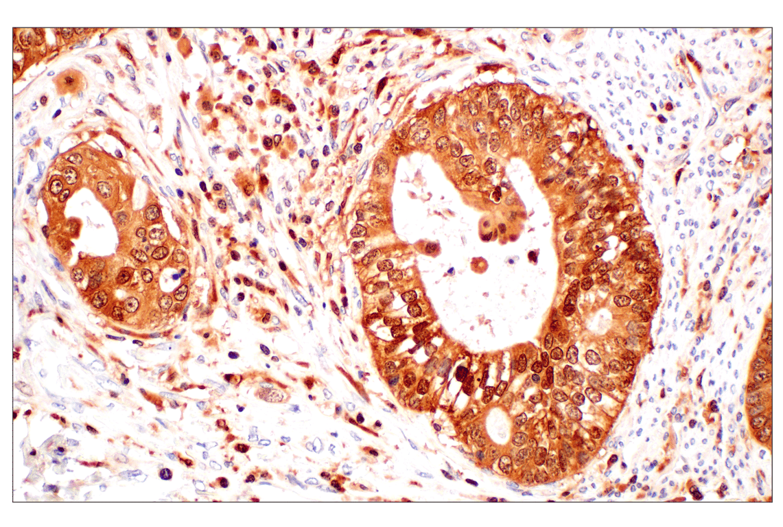 Immunohistochemistry Image 2: GPX4 (E5Y8K) Rabbit Monoclonal Antibody