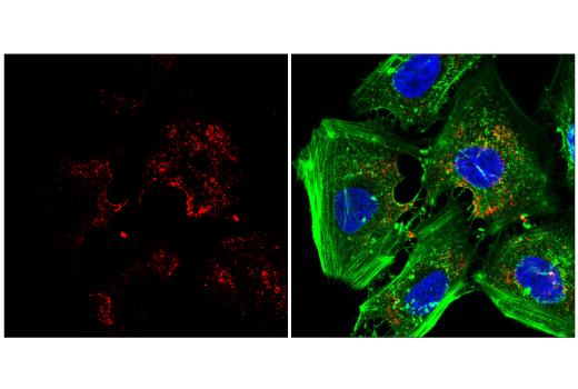 Immunofluorescence Image 1: Caveolin-1 (D46G3) XP<sup>®</sup> Rabbit mAb (Alexa Fluor<sup>®</sup> 647 Conjugate)