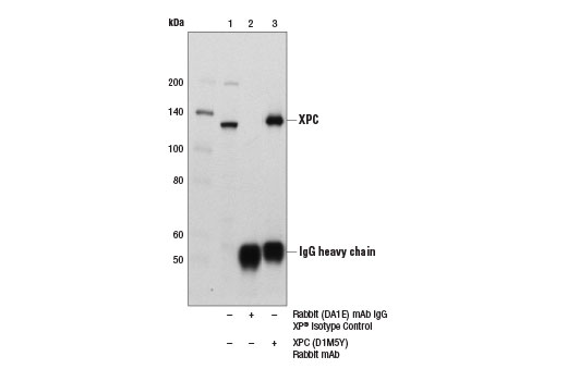 Immunoprecipitation Image 1: XPC (D1M5Y) Rabbit Monoclonal Antibody