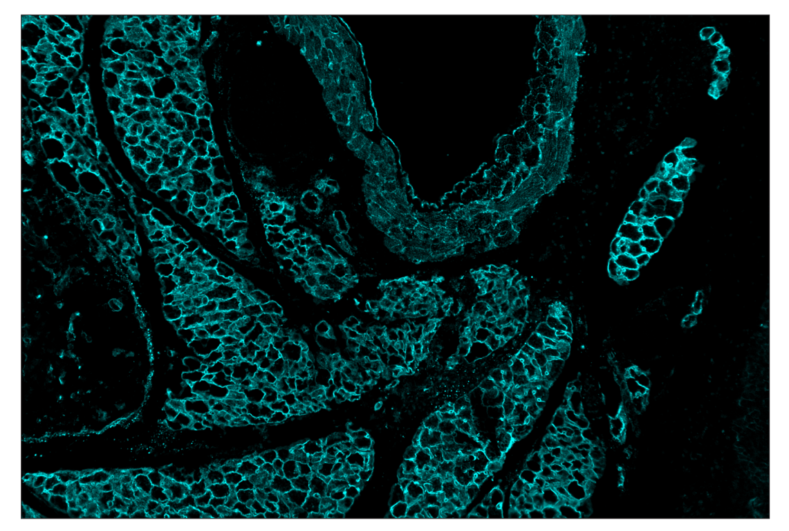 Immunohistochemistry Image 5: CD36 (E8B7S) & CO-0089-750 SignalStar<sup>™</sup> Oligo-Antibody Pair