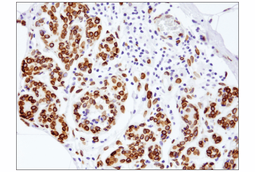 Immunohistochemistry Image 1: Lamin A (133A2) Mouse Monoclonal Antibody