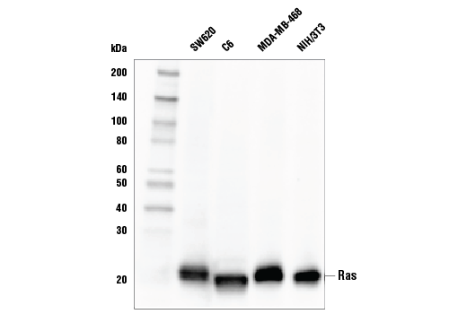 Western Blotting Image 2: Ras (E8N8L) Rabbit Monoclonal Antibody (BSA and Azide Free)