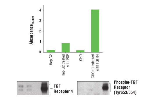 ELISA Image 1: PathScan<sup>®</sup> Phospho-FGF Receptor 4 (panTyr) Sandwich ELISA Kit 