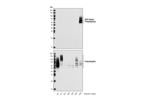 undefined Image 7: Branched Ubiquitin Antibody Sampler Kit
