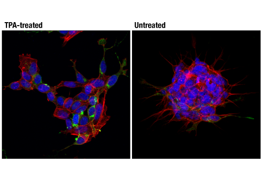 Immunofluorescence Image 1: Neuropeptide Y (D7Y5A) Rabbit Monoclonal Antibody (BSA and Azide Free)