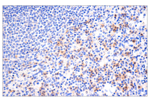 Immunohistochemistry Image 8: MYPT1 (D6C1) Rabbit Monoclonal Antibody