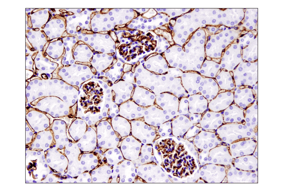aya77ページ APC anti-human CD274 B7-H1, PD-L1 Antibody anti-CD274 - 29E.2A3