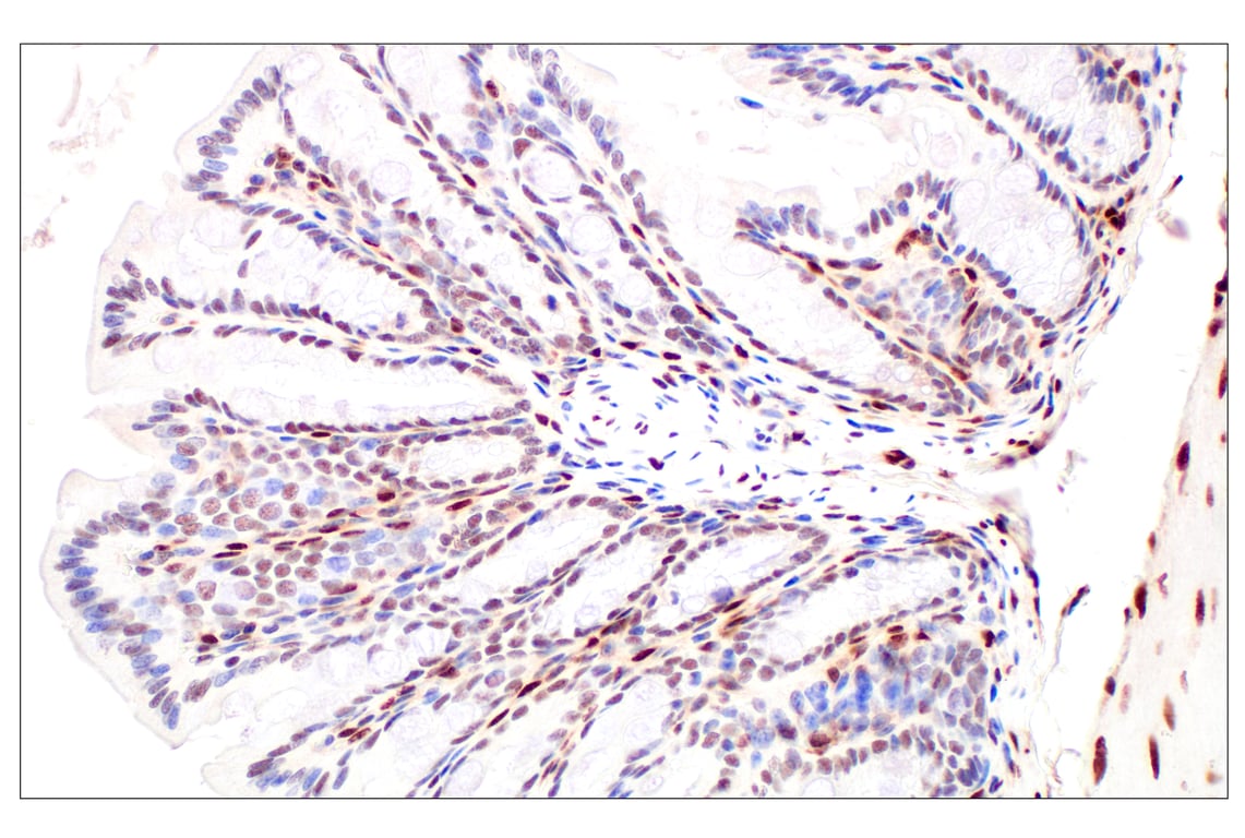 Immunohistochemistry Image 15: Basic FGF (E5Y6M) Rabbit Monoclonal Antibody