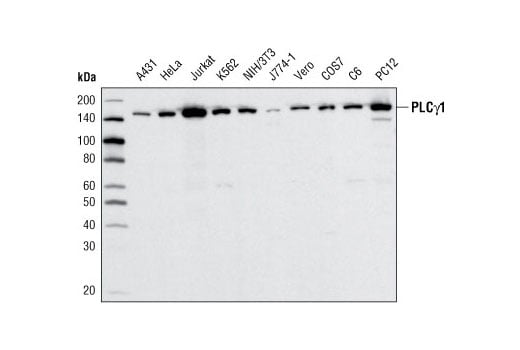 Western Blotting Image 2: PLC gamma1 (D9H10) Rabbit Monoclonal Antibody (Biotinylated)