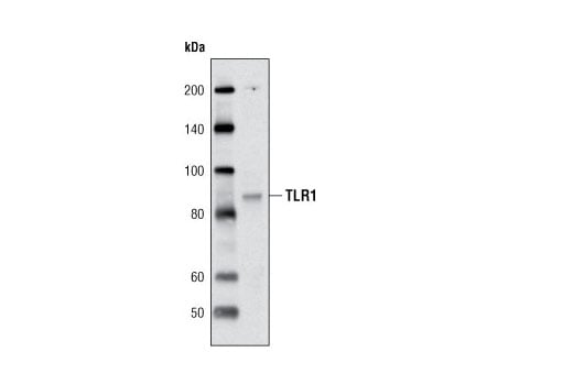 undefined Image 13: Toll-like Receptor Antibody Sampler Kit II