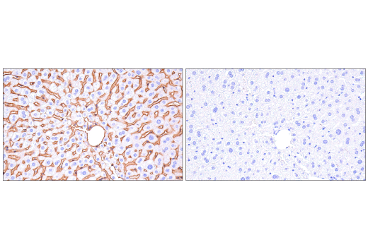 Immunohistochemistry Image 5: Crry (E9F1S) Rabbit Monoclonal Antibody