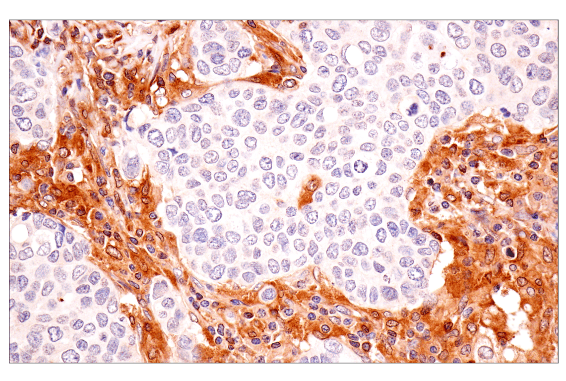 Immunohistochemistry Image 4: TRIM21 (D1O1D) Rabbit Monoclonal Antibody