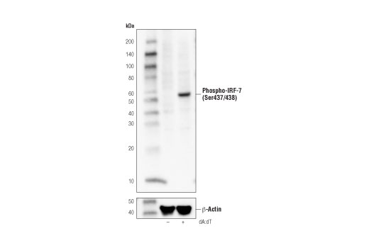 Western Blotting Image 2: Phospho-IRF-7 (Ser437/438) (D6M2I) Rabbit Monoclonal Antibody