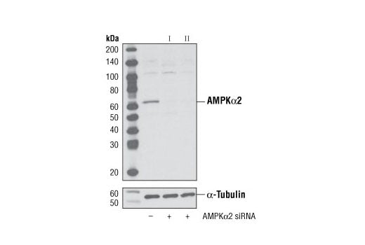 undefined Image 1: SignalSilence<sup>®</sup> AMPKα2 siRNA I