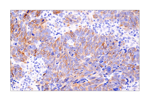Immunohistochemistry Image 6: Connexin 43 (E7N2R) XP<sup>®</sup> Rabbit mAb (BSA and Azide Free)