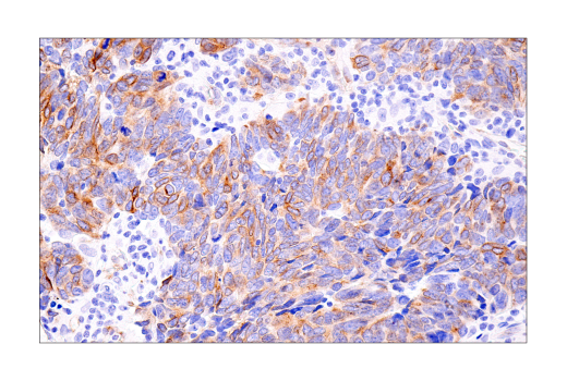 Immunohistochemistry Image 6: Connexin 43 (E7N2R) Rabbit Monoclonal Antibody (BSA and Azide Free)