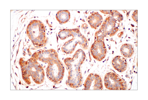 Immunohistochemistry Image 2: CMTM6 (E6A8T) Rabbit Monoclonal Antibody