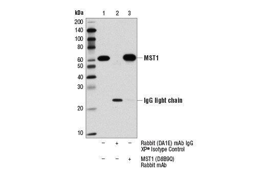 Immunoprecipitation Image 1: MST1 (D8B9Q) Rabbit Monoclonal Antibody