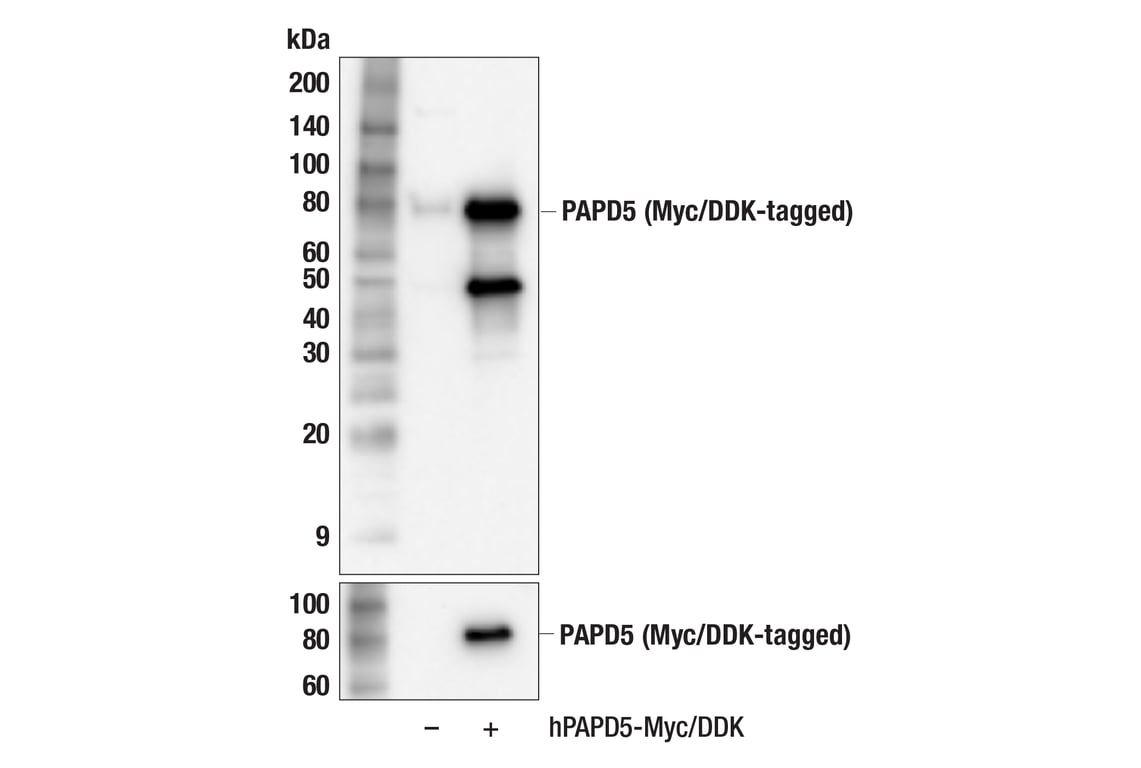Western Blotting Image 3: PAPD5 (E9A5D) Rabbit Monoclonal Antibody