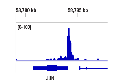 Chromatin Immunoprecipitation Image 1: ATF-2 (D4L2X) Rabbit Monoclonal Antibody