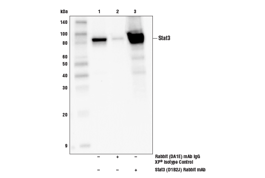 undefined Image 18: Stat Antibody Sampler Kit II