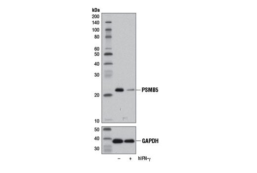 Western Blotting Image 2: PSMB5 (D1H6B) Rabbit Monoclonal Antibody