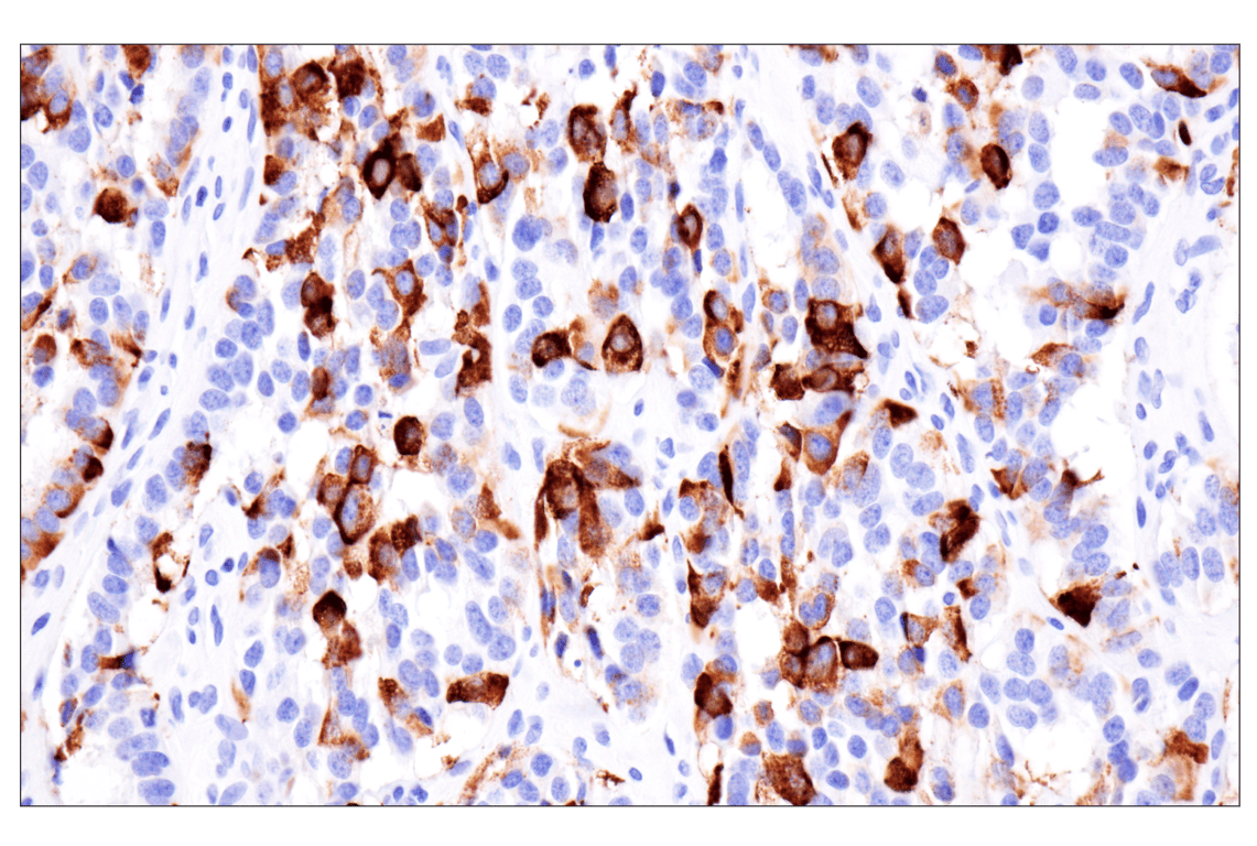 Immunohistochemistry Image 2: Pancreatic polypeptide (F8J4Y) Rabbit Monoclonal Antibody